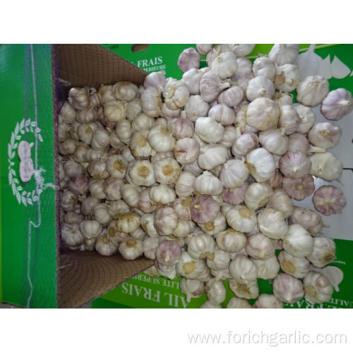 Normal Garlic Fresh New Crop